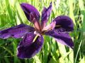 iris louisiana "Black Gamecock"